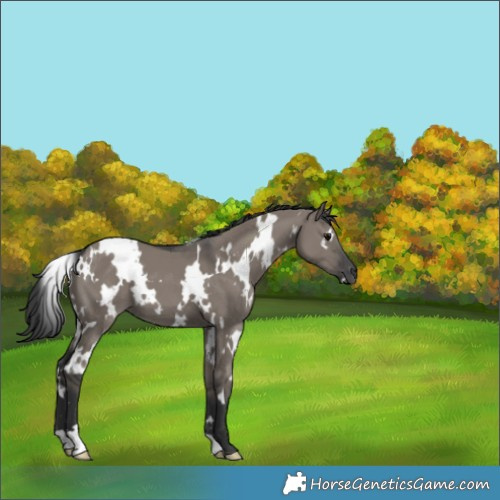 Horse Color:White Spotted Grullo 