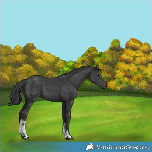 Horse Color:White Spotted Black 