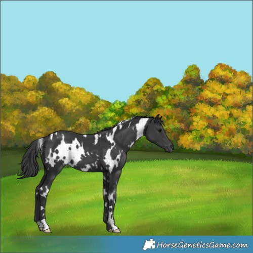 Horse Color:White Spotted Black 