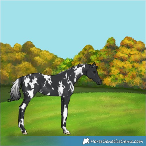 Horse Color:White Spotted Black 