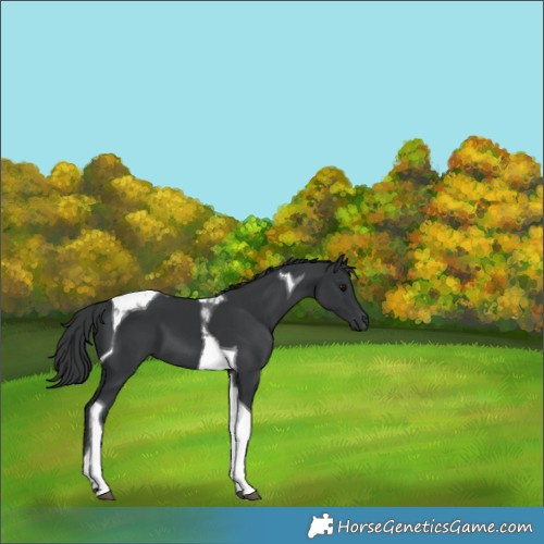 Horse Color:Black Tobiano 