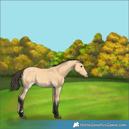 Horse Color:White Spotted Buckskin 
