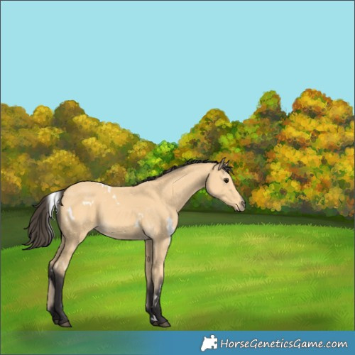Horse Color:White Spotted Buckskin 