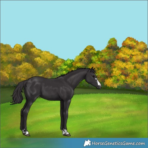 Horse Color:Smoky Black 