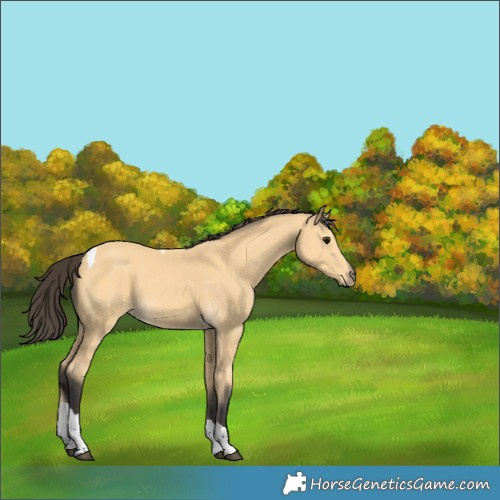Horse Color:Buckskin Tobiano 