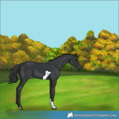 Horse Color:Black Tobiano 