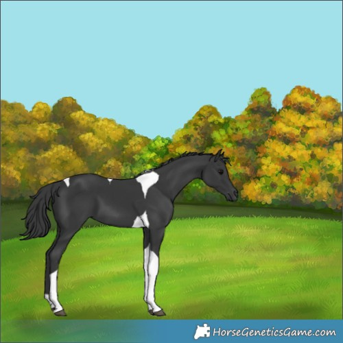 Horse Color:Black Tobiano 