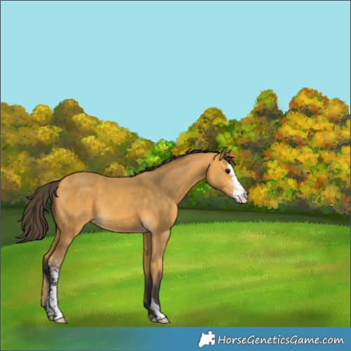 Horse Color:Buckskin Sabino 