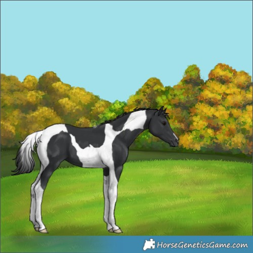Horse Color:Black Tobiano 