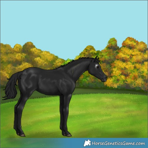 Horse Color:Gray Black 