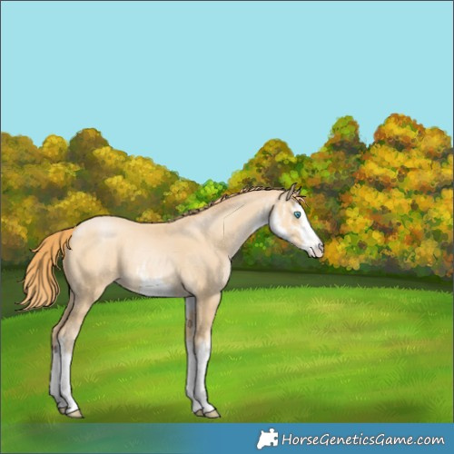 Horse Color:White Spotted Buckskin Pearl 