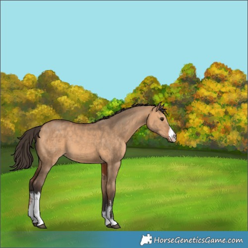 Horse Color:White Spotted Bay Dun 