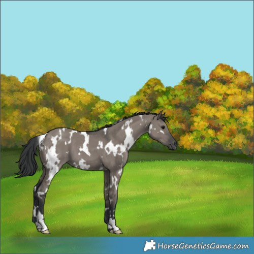 Horse Color:White Spotted Grullo 