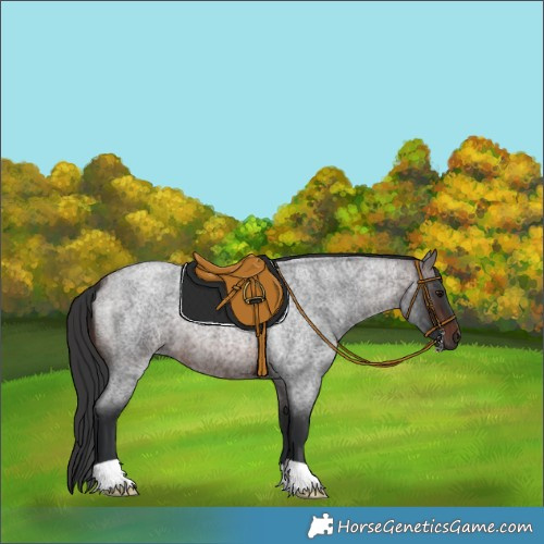 Horse Color:Brown Roan 