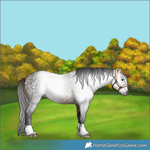 Horse Color:Gray Buckskin 
