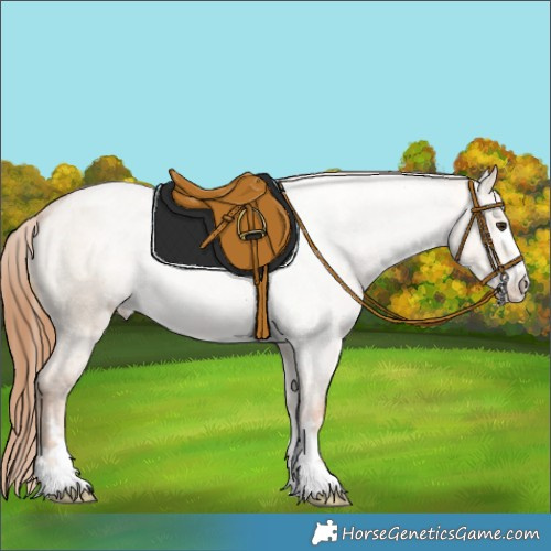 Horse Color:Red Dun Roan Appaloosa 