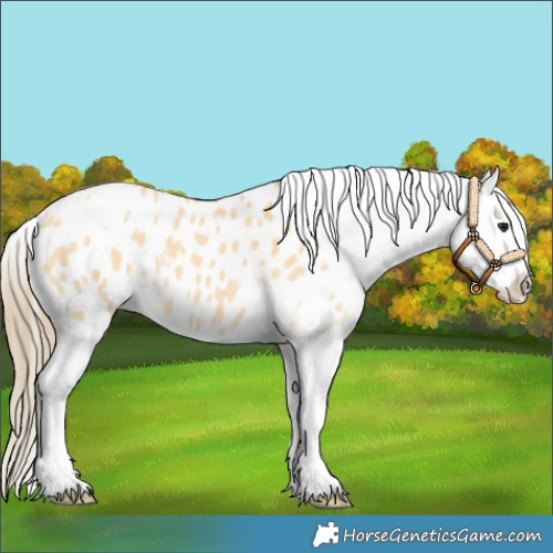 Horse Color:Buckskin Tobiano Appaloosa