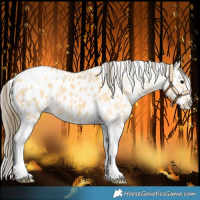 Horse Color:Buckskin Tobiano Blanket