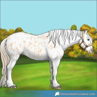 Horse Color:Buckskin Tobiano Blanket 