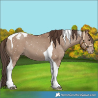 Horse Color:Classic Champagne Tobiano Appaloosa