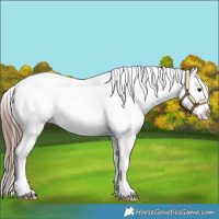 Horse Color:Classic Champagne Tobiano Snowcap