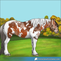 Horse Color:White Spotted Bay Tobiano 