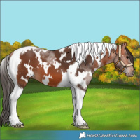 Horse Color:White Spotted Bay Tobiano