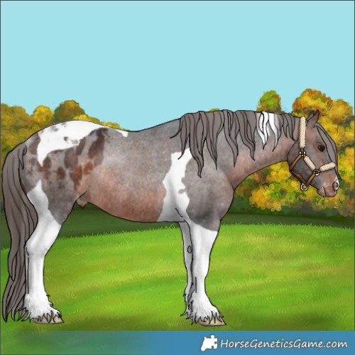 Horse Color:Brown Tobiano Blanket Rabicano