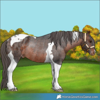 Horse Color:Brown Tobiano Appaloosa Rabicano 
