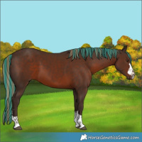 Horse Color:Painted Liver Chestnut 