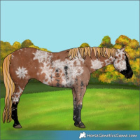 Horse Color:Void Painted Chestnut Ice Sabino Splash 
