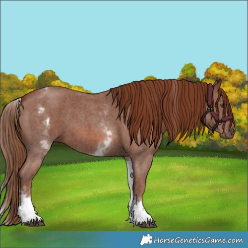 Horse Color:White Spotted Chestnut Sabino
