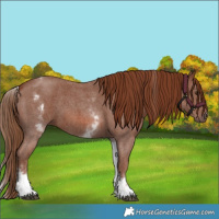 Horse Color:White Spotted Chestnut Sabino 