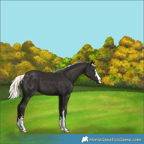 Horse Color:Liver Chestnut Mushroom 