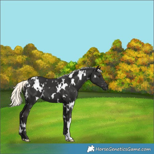 Horse Color:White Spotted Liver Chestnut Mushroom