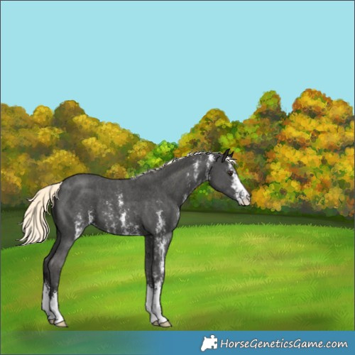 Horse Color:Liver Chestnut Mushroom Sabino 
