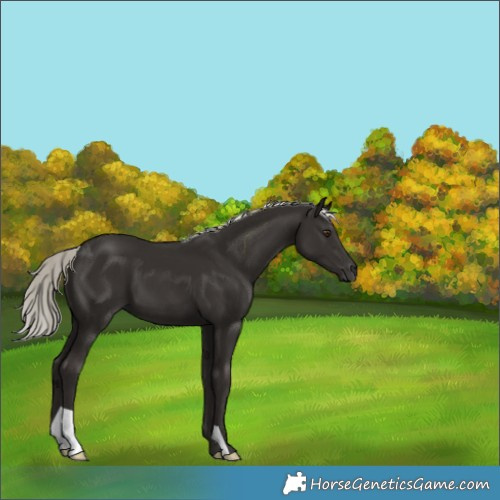 Horse Color:Liver Chestnut Mushroom 
