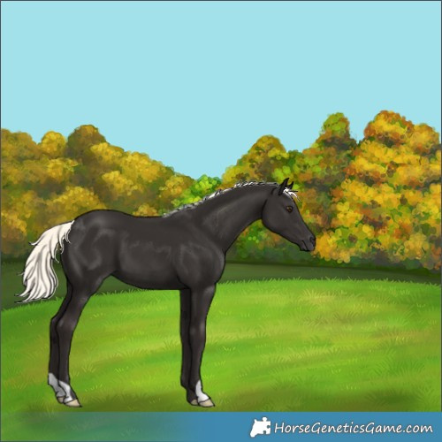 Horse Color:Liver Chestnut Mushroom 