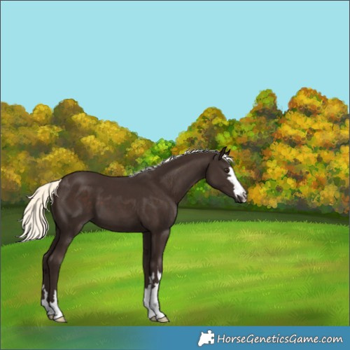 Horse Color:Liver Chestnut Mushroom 