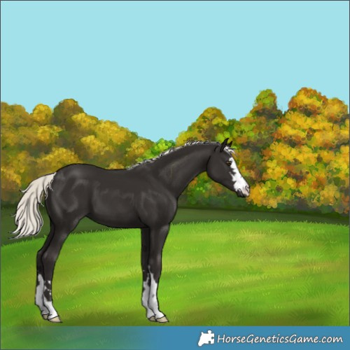 Horse Color:Liver Chestnut Mushroom 