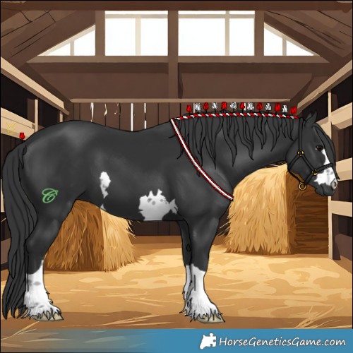 Horse Color:Black 