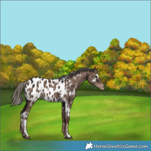Horse Color:White Spotted Liver Red Dun Mushroom Appaloosa Brindle 
