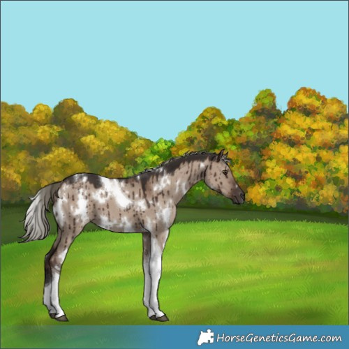 Horse Color:White Spotted Liver Red Dun Mushroom Tobiano Brindle 