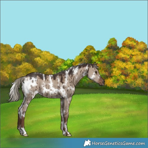 Horse Color:White Spotted Liver Red Dun Mushroom Brindle 