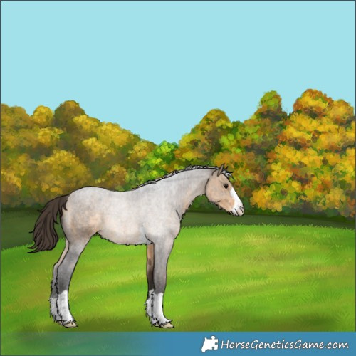 Horse Color:Buckskin 