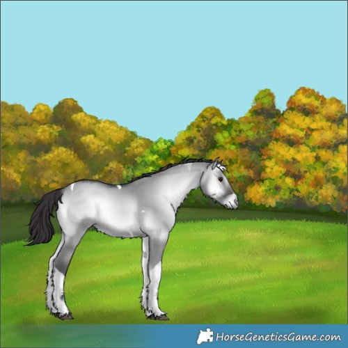 Horse Color:Smoky Grullo Chinchilla Onyx Tobiano 