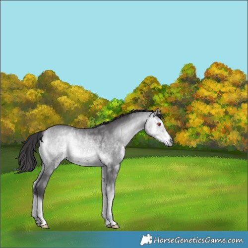 Horse Color:Buckskin Chinchilla Onyx 