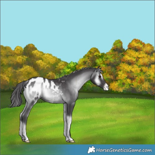 Horse Color:Smoky Blue Onyx Chinchilla Appaloosa