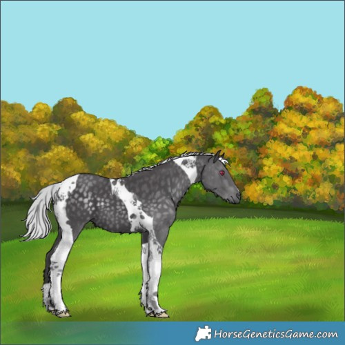 Horse Color:Silver Smoky Black Chinchilla Tobiano 