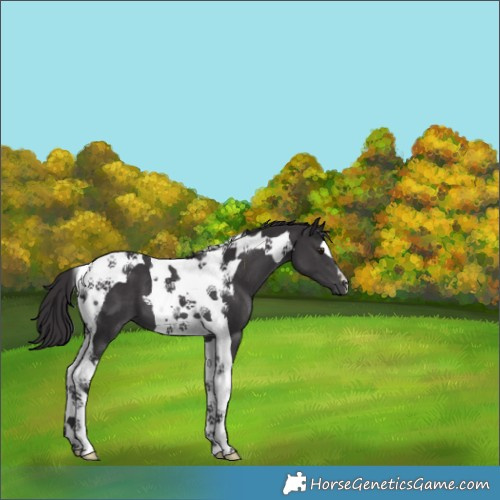 Horse Color:Smoky Black Chinchilla Tobiano 
